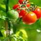 🌱 Újrafelhasználható műanyag növénykötözők | Puha, UV-álló, kertbe – Utánvét ✨